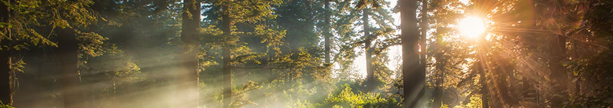 Forest trees with sun beams shining through